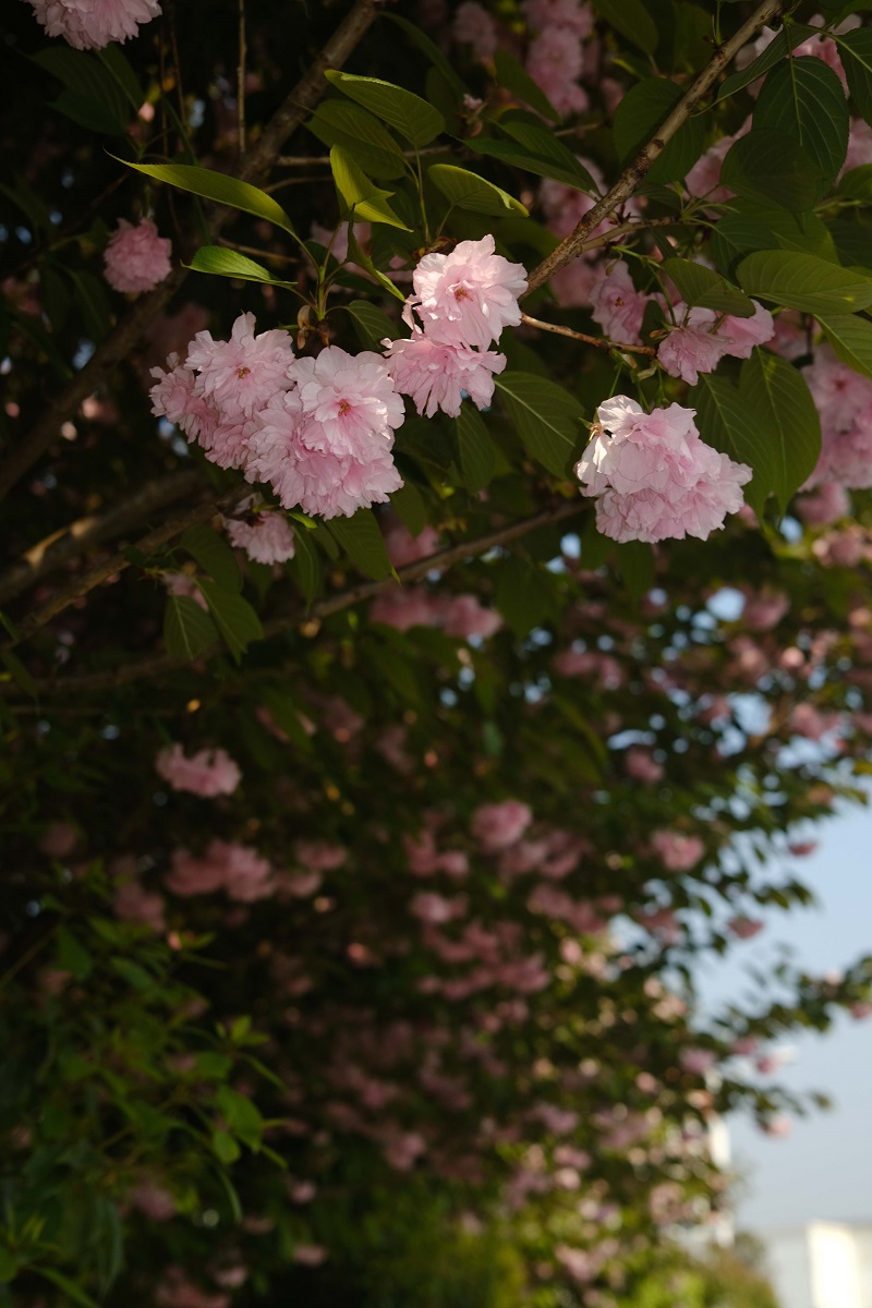 學(xué)校的櫻花開(kāi)了，你，不來(lái)看看嗎？